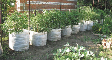 Charakteristika a popis odrůdy rajčat hovězí srdce, její výnos